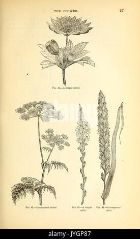 Un manuale del medico di botanica del Nord America BHL40152097 Foto Stock