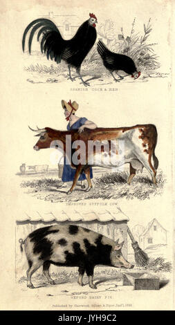 Un pratico trattato sulla riproduzione, allevamento e ingrasso tutti i tipi di pollame domestico, fagiani, piccioni e conigli22707140 BHL Foto Stock