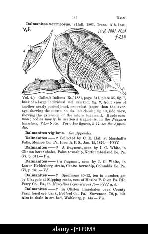 Un dizionario dei fossili di Pennsylvania e gli Stati limitrofi denominato nelle relazioni e nei cataloghi del sondaggio (pagina 191) BHL42417062 Foto Stock