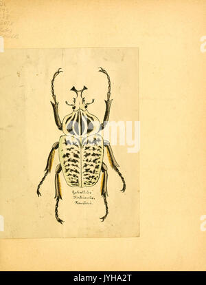 Abbildungen zu Karl Illiger's Uebersetzung von Olivier's Entomologie, oder, Naturgeschichte der Insecten BHL12733146 Foto Stock