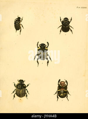 Abbildungen zu Karl Illiger's Uebersetzung von Olivier's Entomologie, oder, Naturgeschichte der Insecten (Tab. XXXVI) BHL12733241 Foto Stock