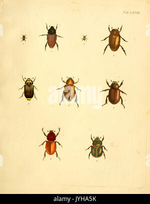 Abbildungen zu Karl Illiger's Uebersetzung von Olivier's Entomologie, oder, Naturgeschichte der Insecten (Tab. LXVIII) BHL12733369 Foto Stock