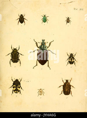 Abbildungen zu Karl Illiger's Uebersetzung von Olivier's Entomologie, oder, Naturgeschichte der Insecten (Tab. XCI) BHL12733461 Foto Stock