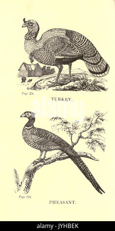 Un pratico trattato sulla riproduzione, allevamento e ingrasso, tutti i tipi di pollame domestico, fagiani, piccioni e conigli21240343 BHL Foto Stock