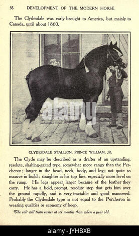 Un disegno di sviluppo della moderna cavallo (pagina 58) BHL18076706 Foto Stock