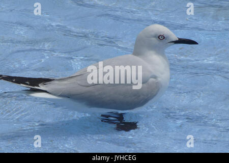 5(31) nero fatturati gabbiano (Chroicocephalus bulleri) Foto Stock