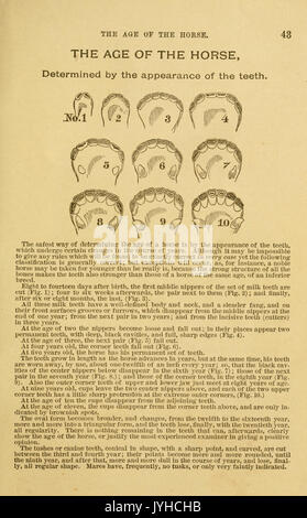 Un trattato sul cavallo e le sue malattie (pagina 43) BHL18633012 Foto Stock