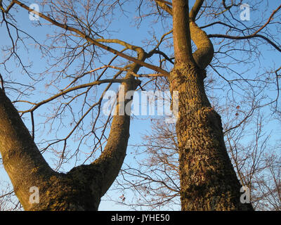 Acer platanoides, comunemente noto come acero norvegese, è una specie di albero d'acero originario dell'Europa e ampiamente piantato in paesaggi urbani per la sua tolleranza a varie condizioni. Foto Stock