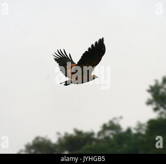 Un collare nero hawk, Busarellus nigricollis Foto Stock