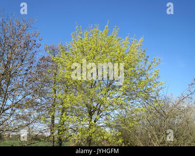 20160408Acer platanoides Foto Stock