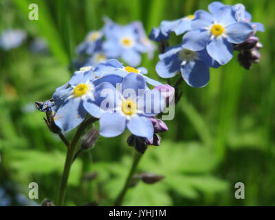 20160505Myosotis sylvatica cultivar2 Foto Stock
