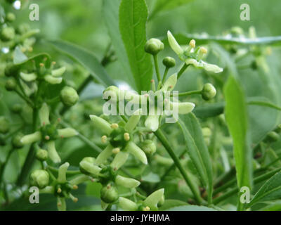 Il titolo si riferisce a *Euonymus europaeus*, comunemente noto come albero del fuso europeo. Questa specie è nota per il suo valore ornamentale e per il suo distinto frutto rosso. È originaria dell'Europa ed è ampiamente riconosciuta negli studi di orticoltura e botanica. Foto Stock