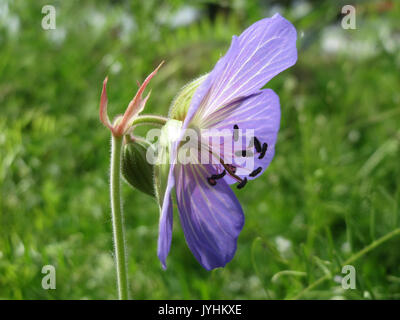 20160609Geranium pratense Foto Stock