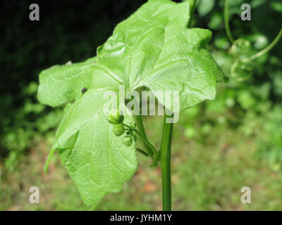 20160610Bryonia dioica2 Foto Stock