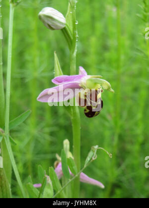 Ophrys apifera, comunemente nota come orchidea delle api, è una specie di orchidea diffusa in Europa. È notevole per la sua forma floreale unica, che ricorda un'ape, che aiuta l'impollinazione. Foto Stock
