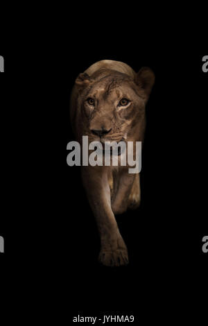 Femmina di leone africano in uno sfondo scuro Foto Stock