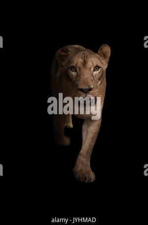 Femmina di leone africano in uno sfondo scuro Foto Stock