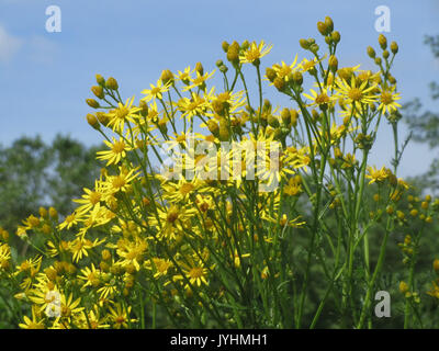 20160620Jacobaea vulgaris1 Foto Stock