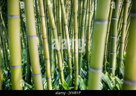 Gli steli di bambù nei giardini di Villa Melzi d'Eril a Bellagio, Lago di Como, Lombardia, Italia. Foto Stock
