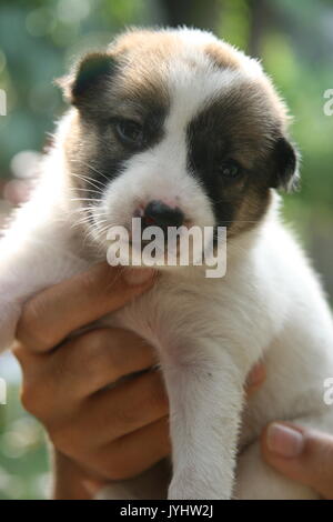 Razza mista nato nuovo cucciolo Foto Stock