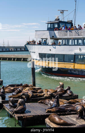 Imbarcazione turistica e leoni di mare al Molo 39. San Francisco, Marin County, California, Stati Uniti d'America. Foto Stock