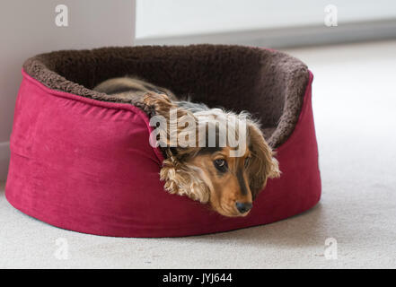 Otto-mese-vecchio inglese mostra Cocker Spaniel cucciolo, giacenti nel letto del cane con la testa e le zampe sul lato. Guardando lateralmente alla fotocamera. Foto Stock
