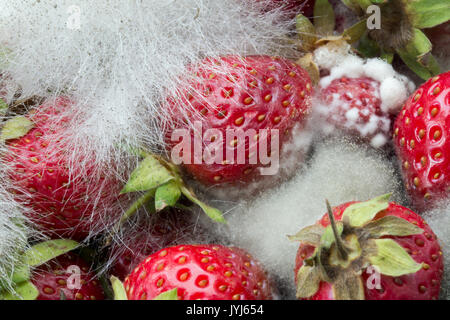 Marciume fragole con funghi che crescono Foto Stock