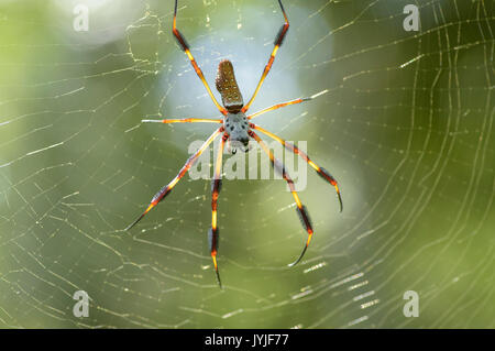 Seta dorata Spider ,Nephila clavipes Foto Stock