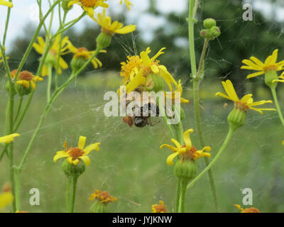 20160716Senecio inaequidens1 Foto Stock