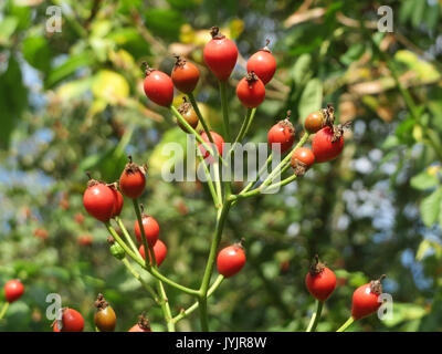 20160831Rosa multiflora4 Foto Stock