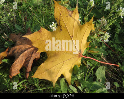 Questa immagine del 23 ottobre 2016 presenta platanoidi Acer, comunemente noti come acero di Norvegia, che mostrano le sue foglie e la sua struttura ramificata. Mette in evidenza le caratteristiche di questa specie arborea comunemente presente nelle foreste europee. Foto Stock