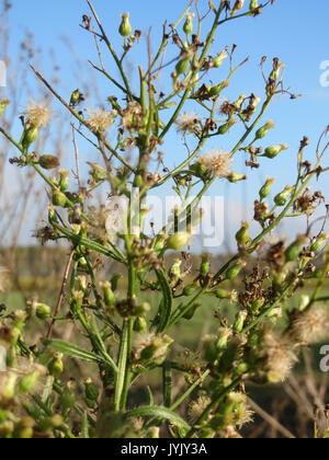 Questa immagine presenta Conyza canadensis, comunemente nota come alghe canadesi, una specie di piante erbacee che si trovano in tutto il Nord America. È spesso riconosciuto per la sua rapida crescita e adattabilità in vari ambienti. Foto Stock