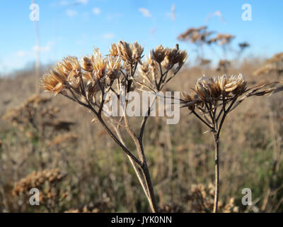 Questa immagine presenta *Achillea millefolium*, comunemente noto come yarrow, una pianta in fiore della famiglia delle Asteraceae. Nota per le sue proprietà medicinali, yarrow è stata utilizzata nella medicina erboristica per secoli. In genere cresce nelle regioni temperate ed è riconosciuta per le sue foglie piume e i piccoli fiori bianchi o rosa. Foto Stock