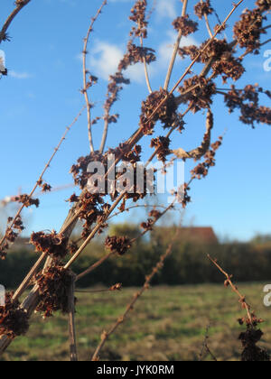 20161128Rumex obtusifolius2 Foto Stock