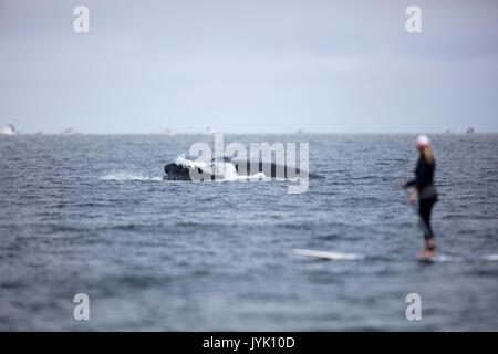 Un Humpback Whale superfici in prossimità di una pagaia boarder sulla costa della California Foto Stock