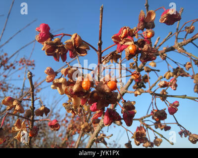 20161220Euonymus europaeus1 Foto Stock