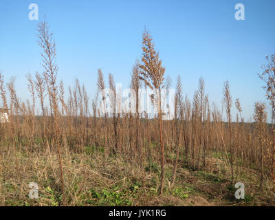 Uno studio botanico sulla Conyza canadensis, comunemente nota come alghe canadesi, che documenta le sue caratteristiche, la sua distribuzione e il suo significato ecologico in Nord America. Questo lavoro copre i suoi modelli di crescita e il suo ruolo negli ecosistemi locali. Foto Stock