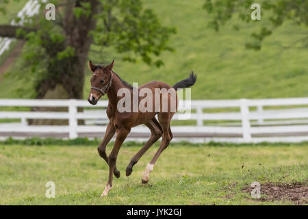 Puledro trot attraverso terreni fangosi Patch nel campo recintato Foto Stock