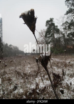 Il Dianthus carthusianorum, noto anche come rosa certosino, è una pianta perenne originaria dell'Europa centrale e meridionale. È conosciuta per i suoi profumati fiori rosa e prospera su terreni rocciosi e campi aperti. Foto Stock