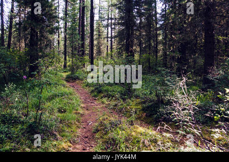 Percorso a piedi nel bosco al mattino. Covert nella taiga in Siberia Foto Stock