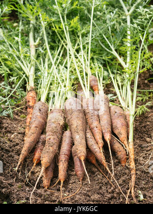 Appena raccolto organico carote viola sul suolo Foto Stock