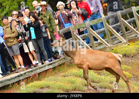 Cow Elk vicino a West Thumb Boardwalk Foto Stock