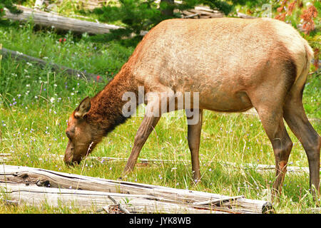 Cow Elk munching su erba Foto Stock