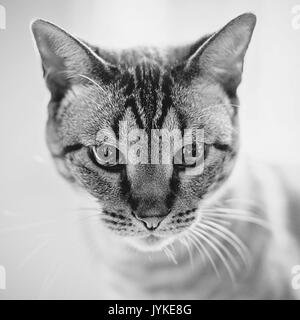 Tabby cat face closeup in bianco e nero Foto Stock