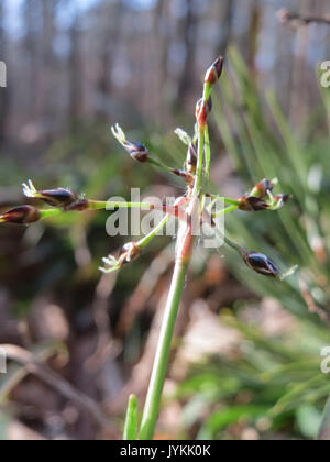 20170316Luzula pilosa4 Foto Stock