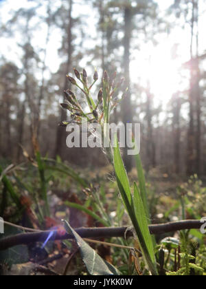20170316Luzula pilosa8 Foto Stock