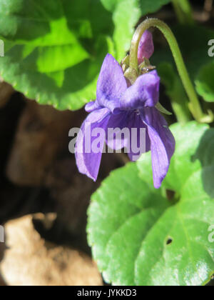 20170326Viola odorata6 Foto Stock