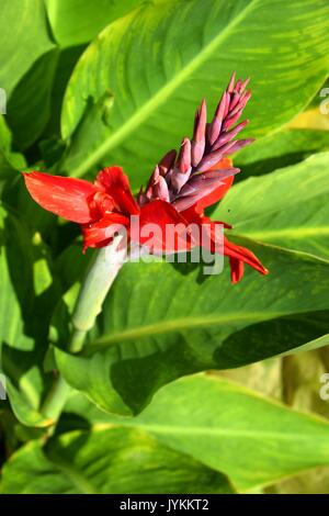 Canna lily, giglio, Canna Kreta, Cannaceae, canna indica Foto Stock