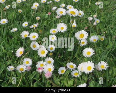 20170405Bellis perennis1 Foto Stock