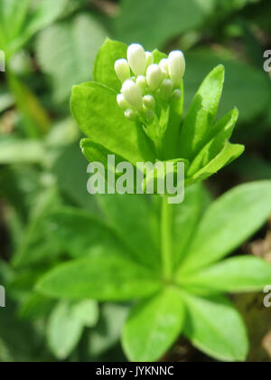 20170414Galium odoratum2 Foto Stock